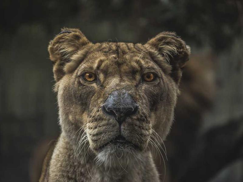 Scenic Mountain View